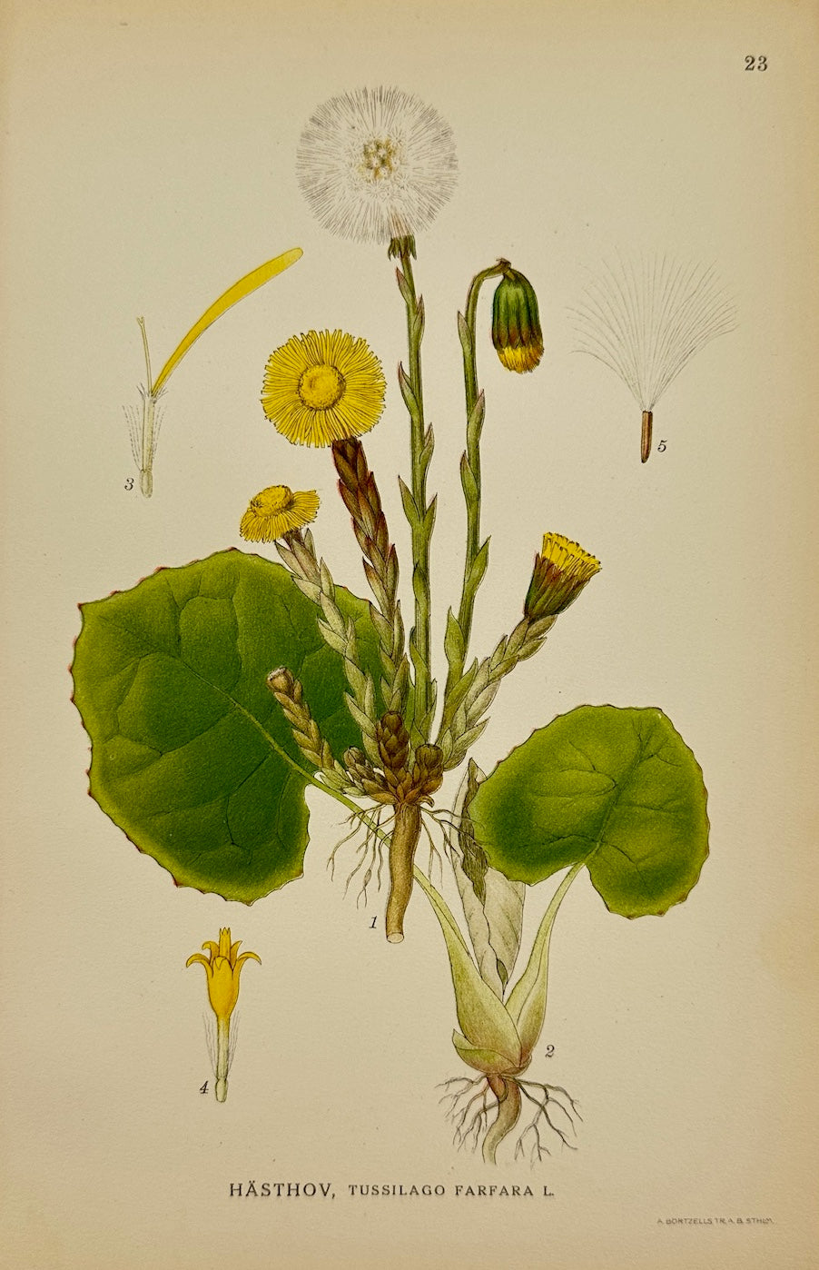 Antique Botanical Print - Carl Lindman - Coltsfoot - Tussilago Farfara - F4