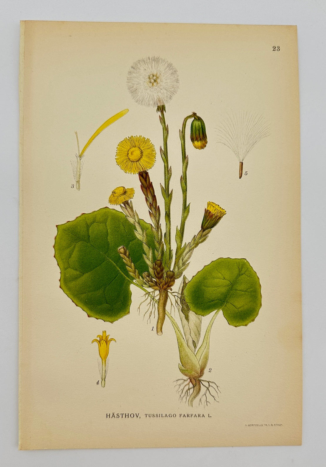 Antique Botanical Print - Carl Lindman - Coltsfoot - Tussilago Farfara - F4