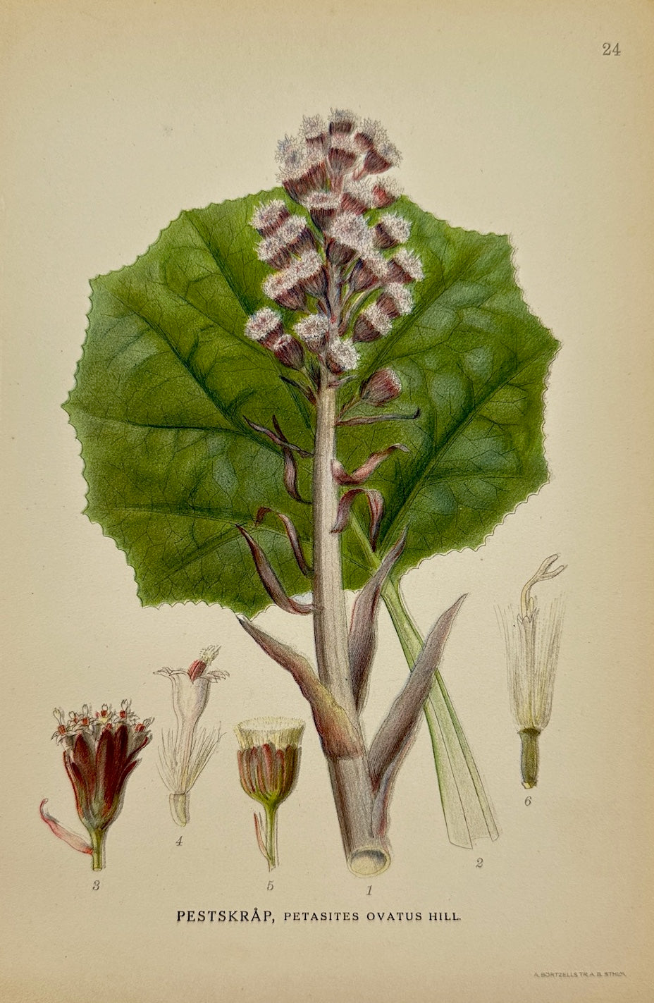 Antique Botanical Print - Carl Lindman - Petasites Ovatus - Ovate Butterbur - F4