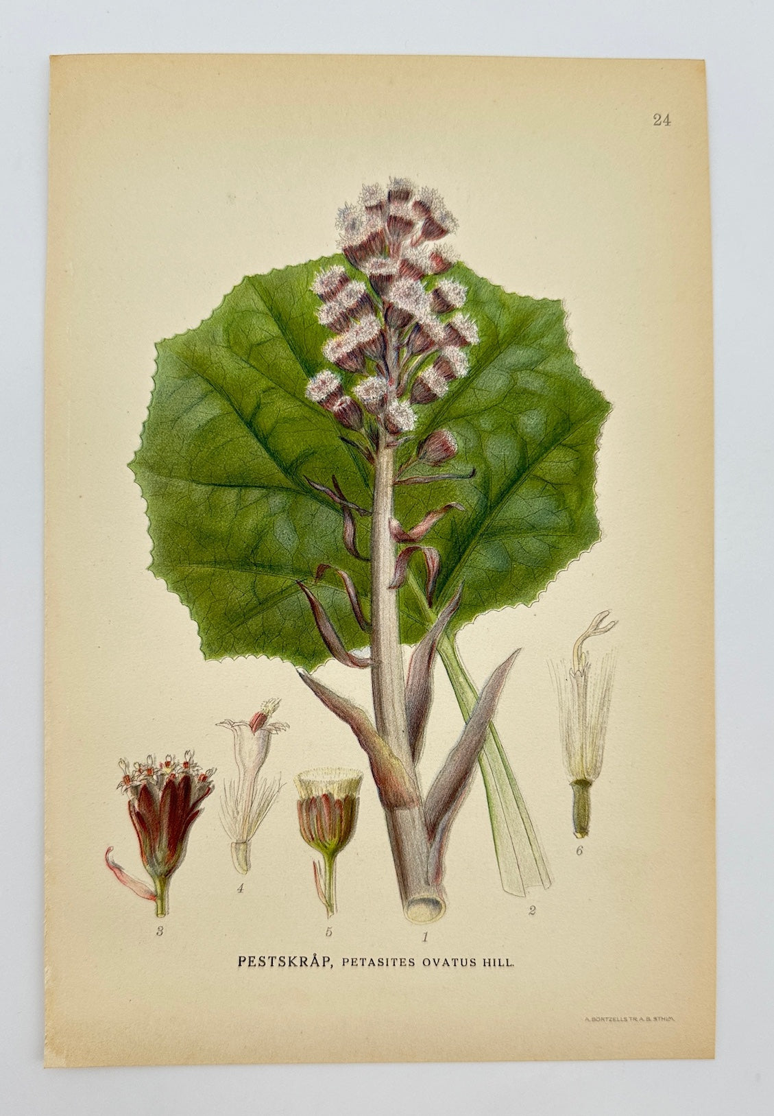 Antique Botanical Print - Carl Lindman - Petasites Ovatus - Ovate Butterbur - F4