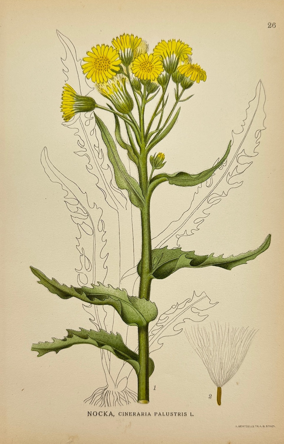 Antique Print - Carl Lindman - Marsh Ragwort - Tephroseris Palustris - F4