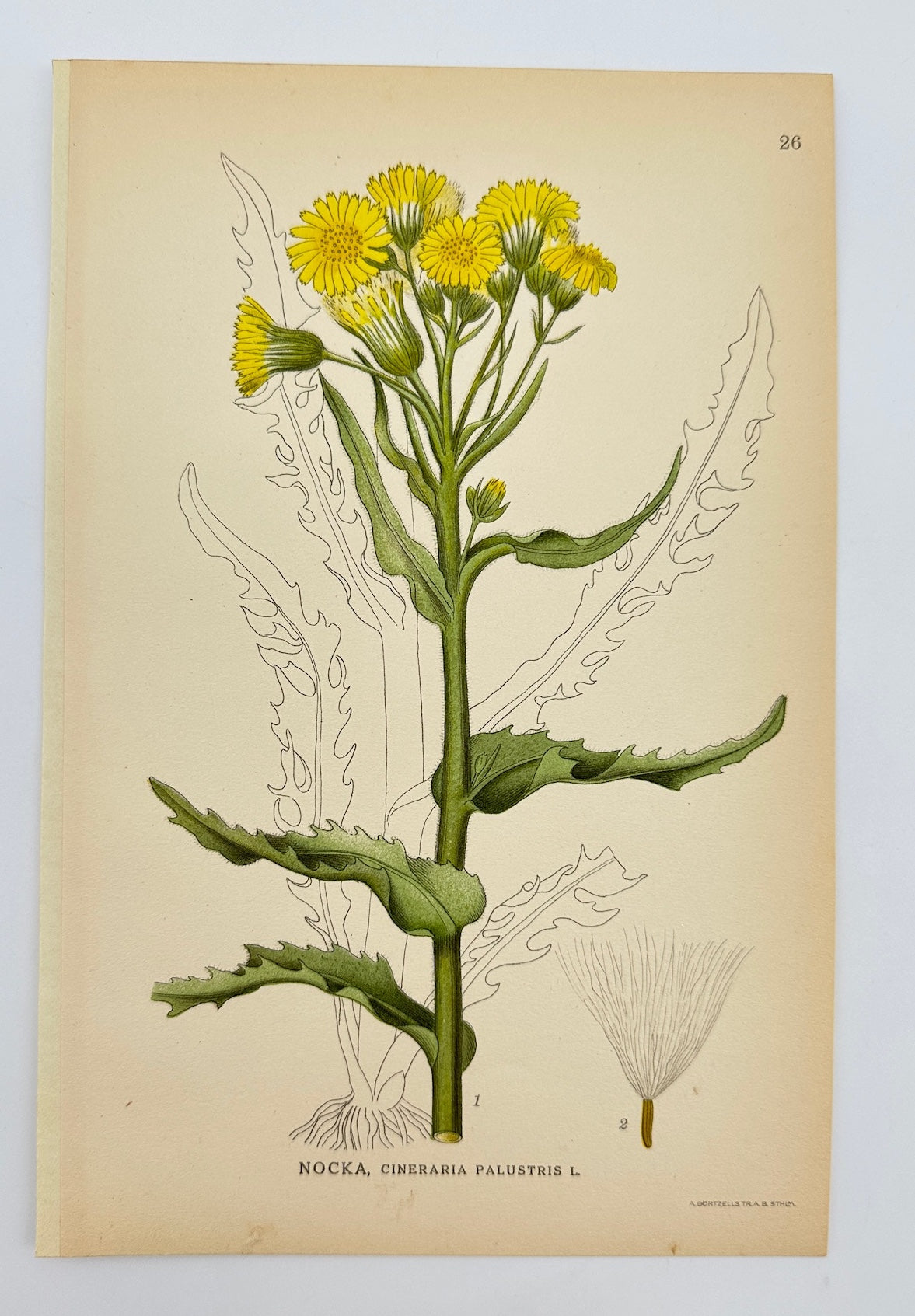 Antique Print - Carl Lindman - Marsh Ragwort - Tephroseris Palustris - F4