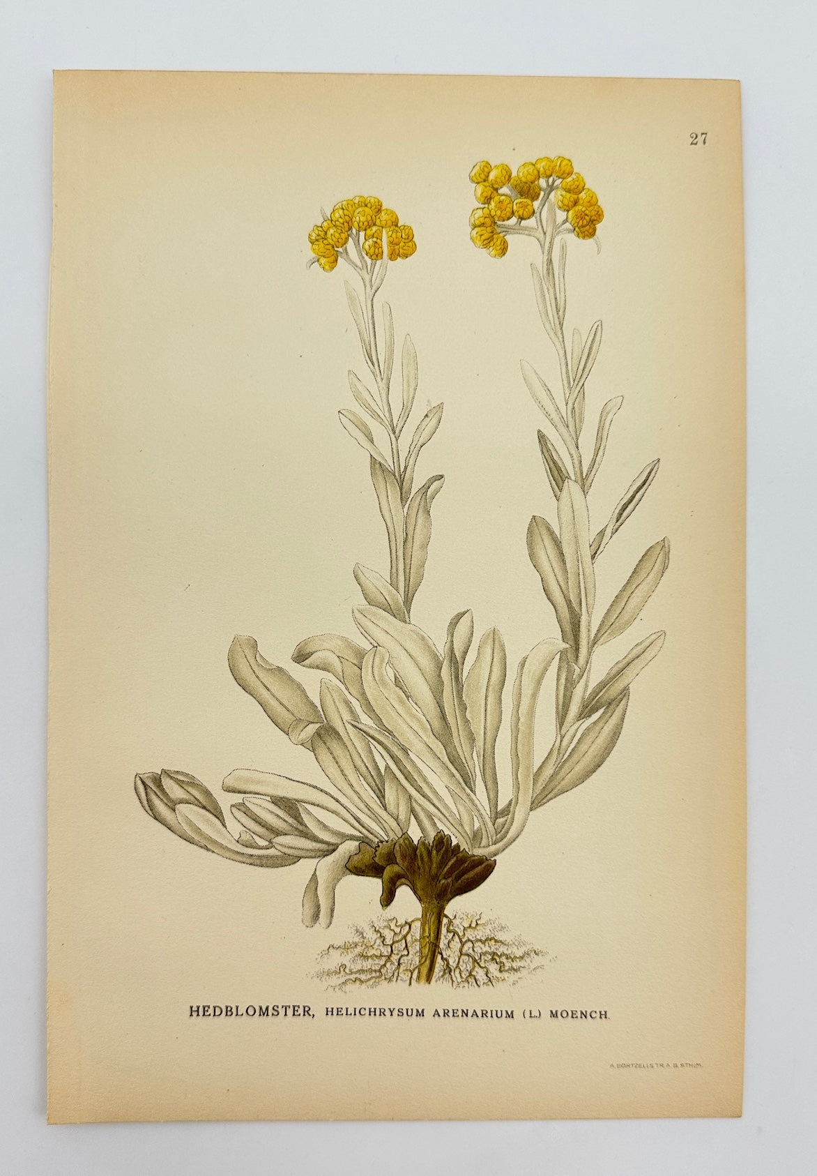 Antique Print - Carl Lindman - Sand Everlasting - Helichrysum Arenarium - F4