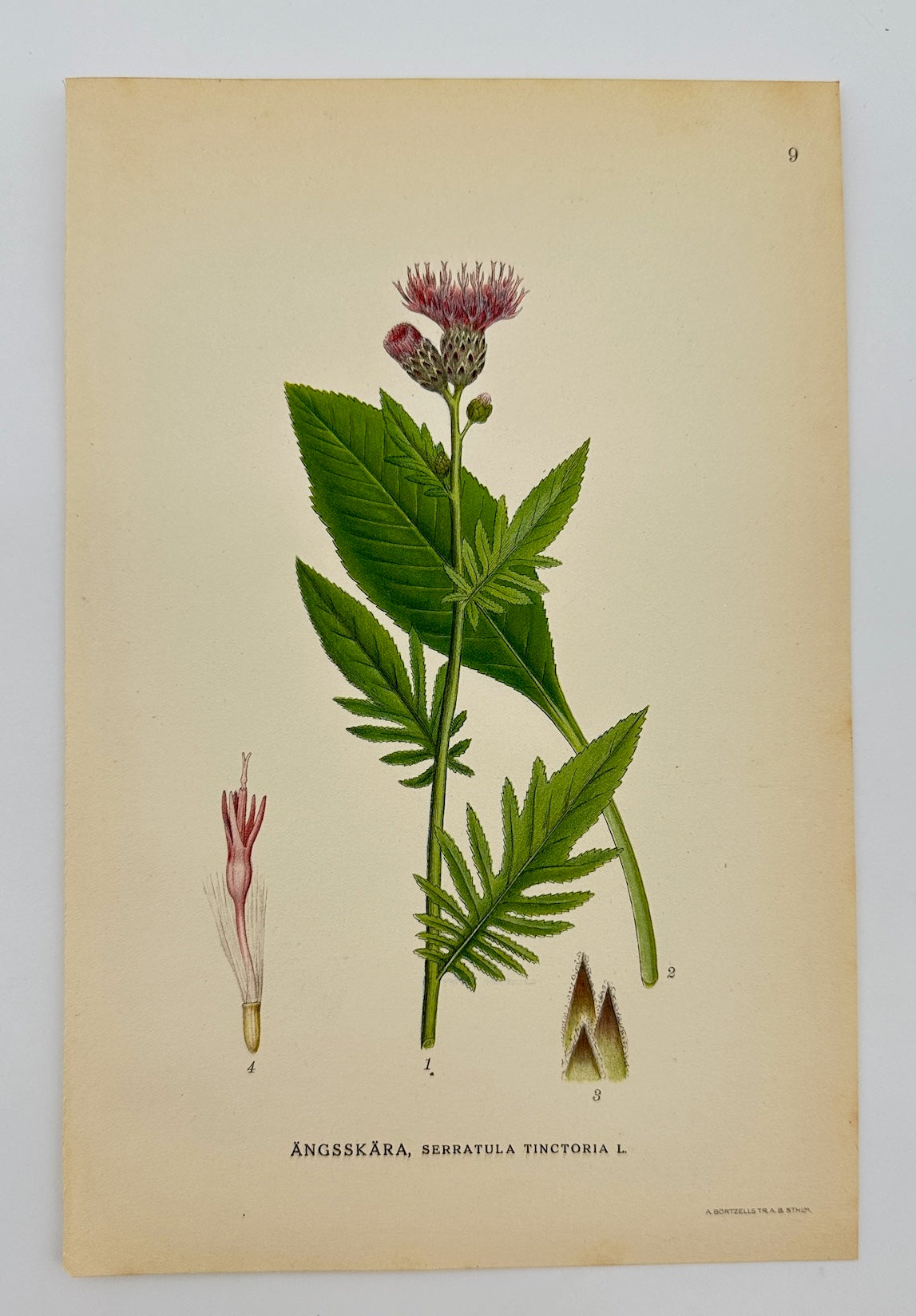 Antique Botanical Print - Carl Lindman - Saw-wort - Serratula Tinctoria - F4