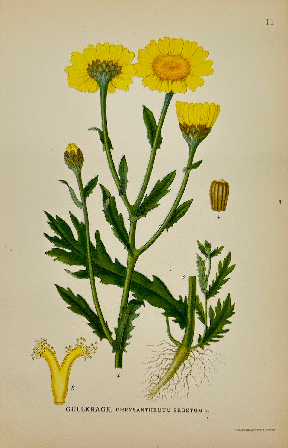 Antique Print - Carl Lindman - Corn Marigold - Chrysanthemum Segetum - F4