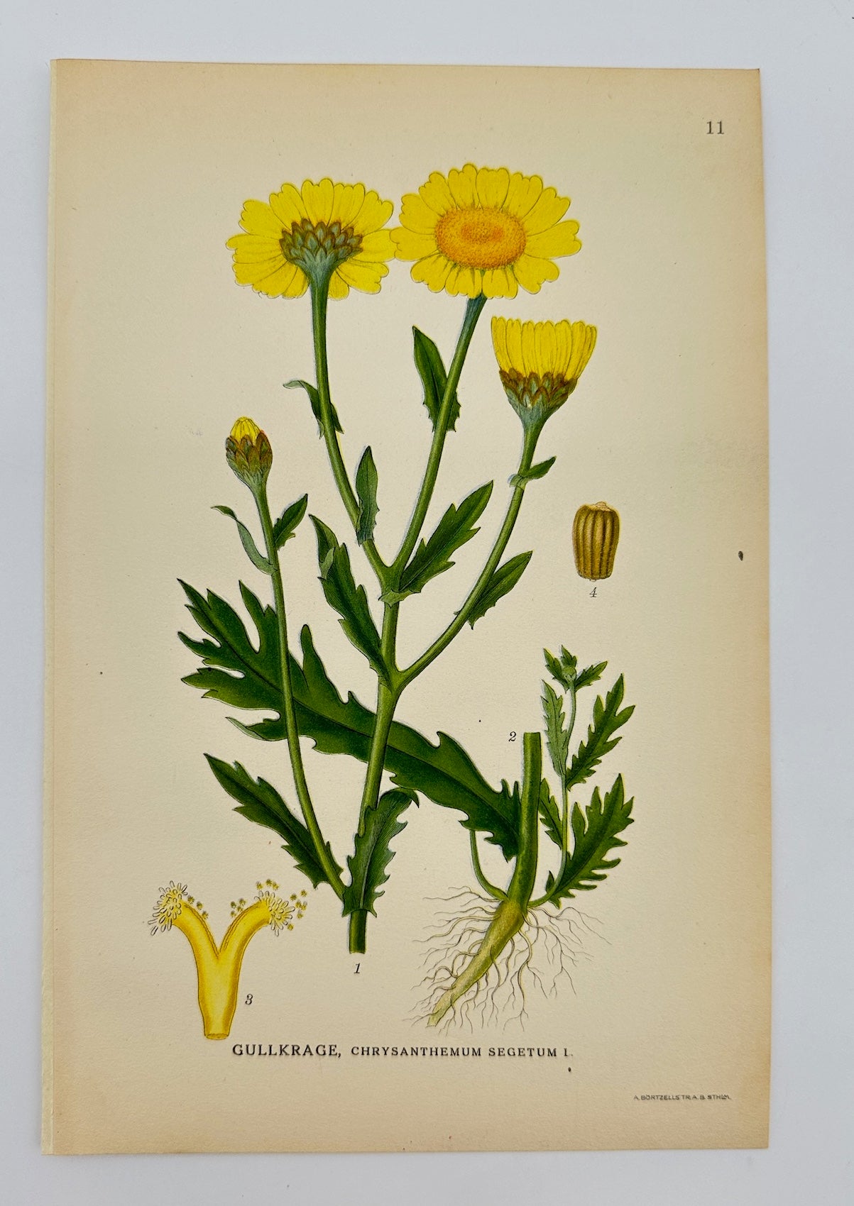 Antique Print - Carl Lindman - Corn Marigold - Chrysanthemum Segetum - F4