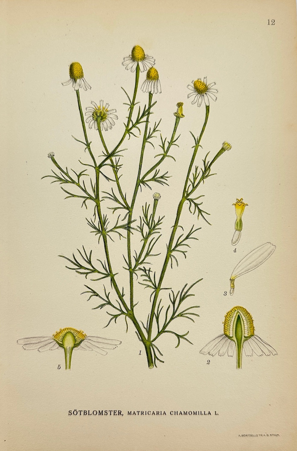 Antique Print - Carl Lindman - German Chamomile - Matricaria Chamomilla - F4