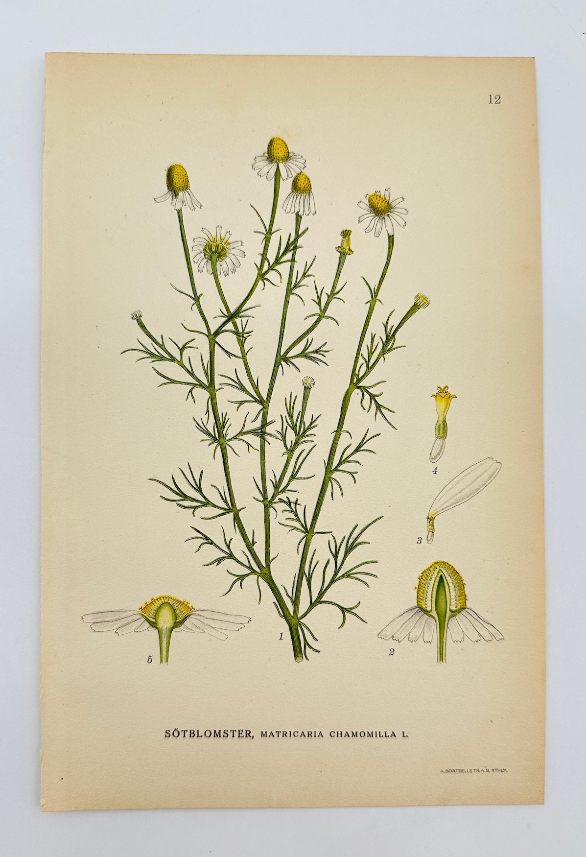 Antique Print - Carl Lindman - German Chamomile - Matricaria Chamomilla - F4