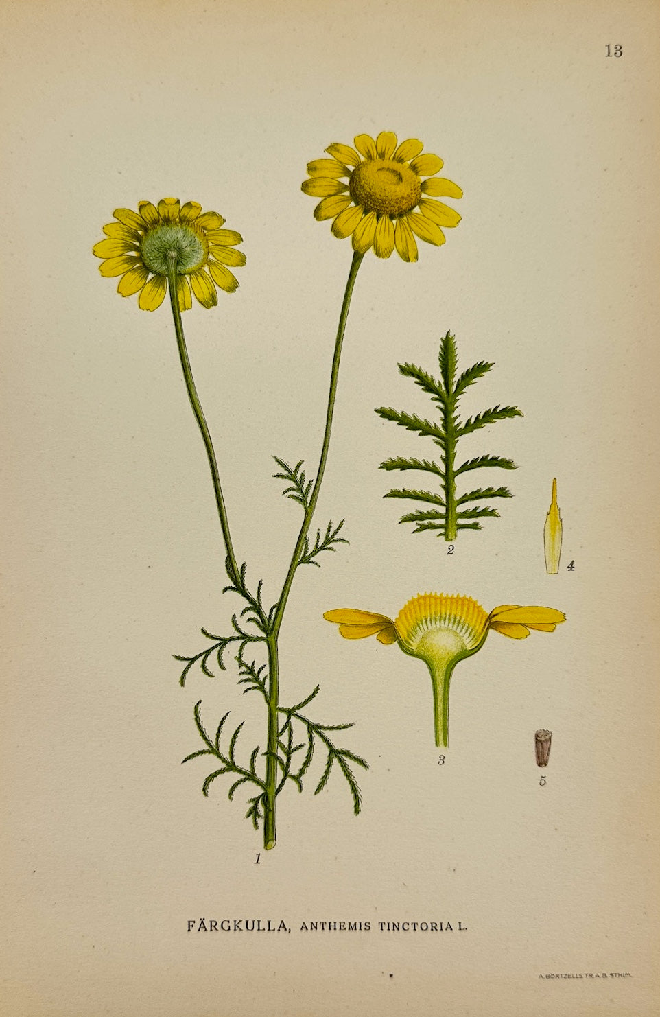 Antique Print - Carl Lindman - Golden Marguerite - Anthemis Tinctoria - F4