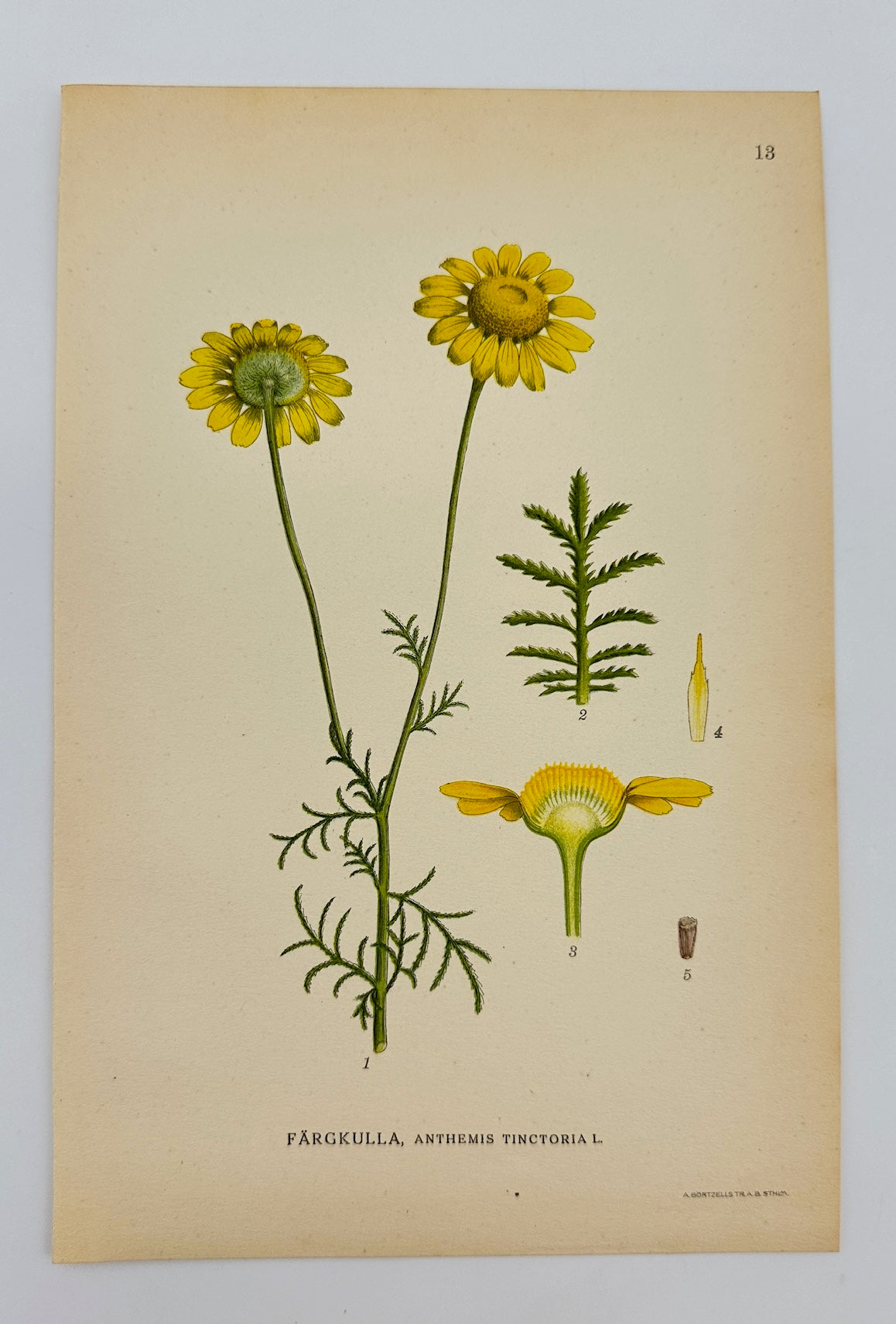 Antique Print - Carl Lindman - Golden Marguerite - Anthemis Tinctoria - F4