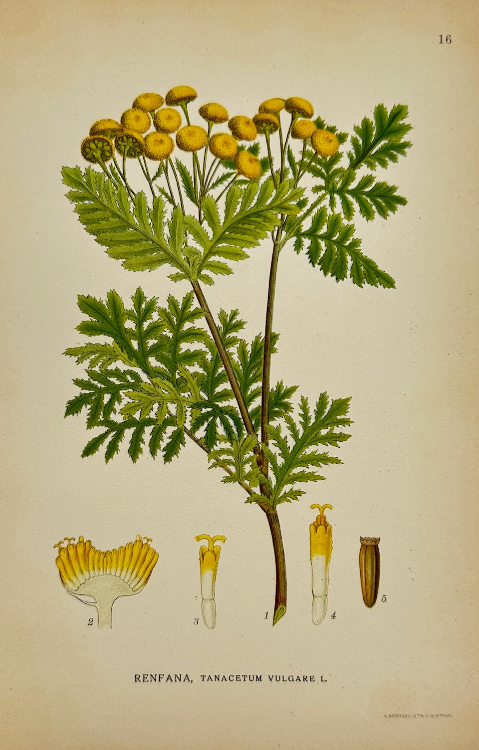 Antique Botanical Print - Carl Lindman - Tansy - Tanacetum Vulgare - F4