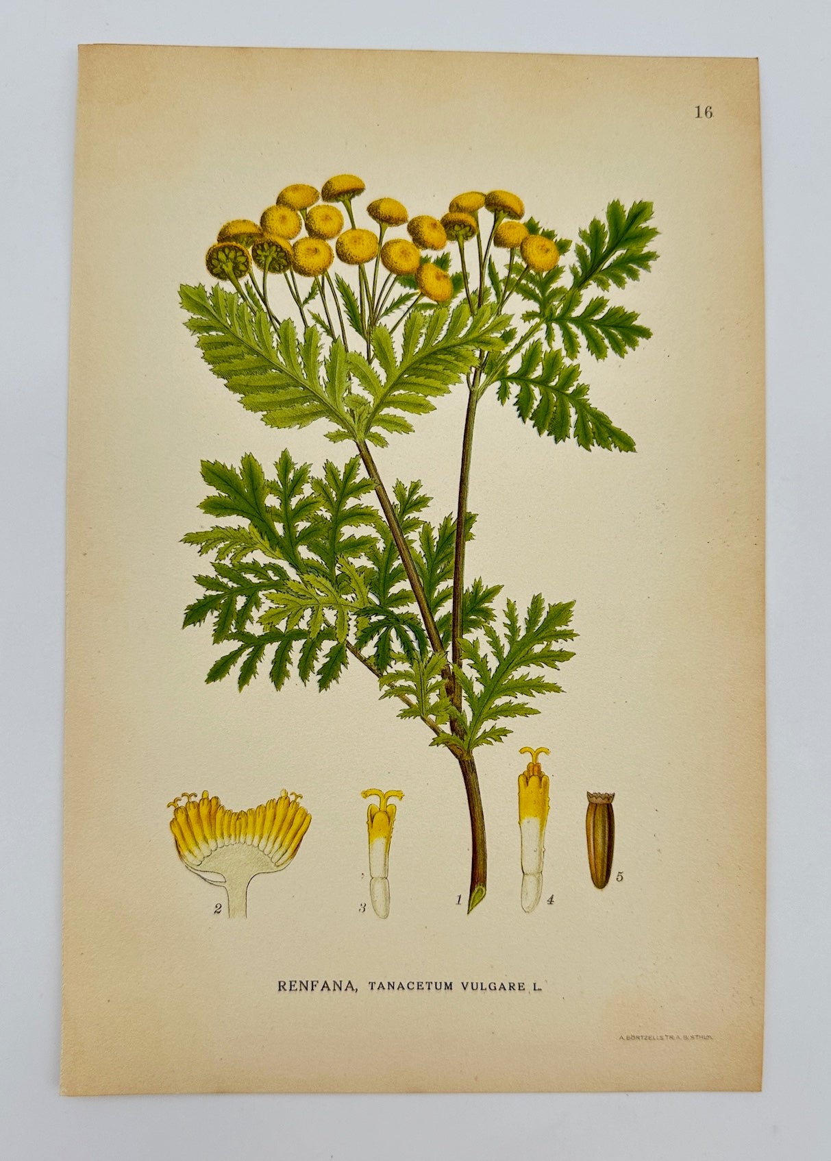 Antique Botanical Print - Carl Lindman - Tansy - Tanacetum Vulgare - F4