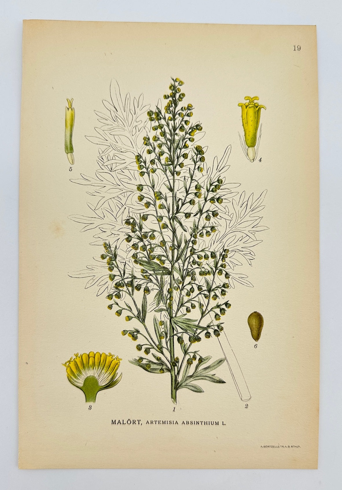 Antique Botanical Print - Carl Lindman - Wormwood - Artemisia Absinthium - F4