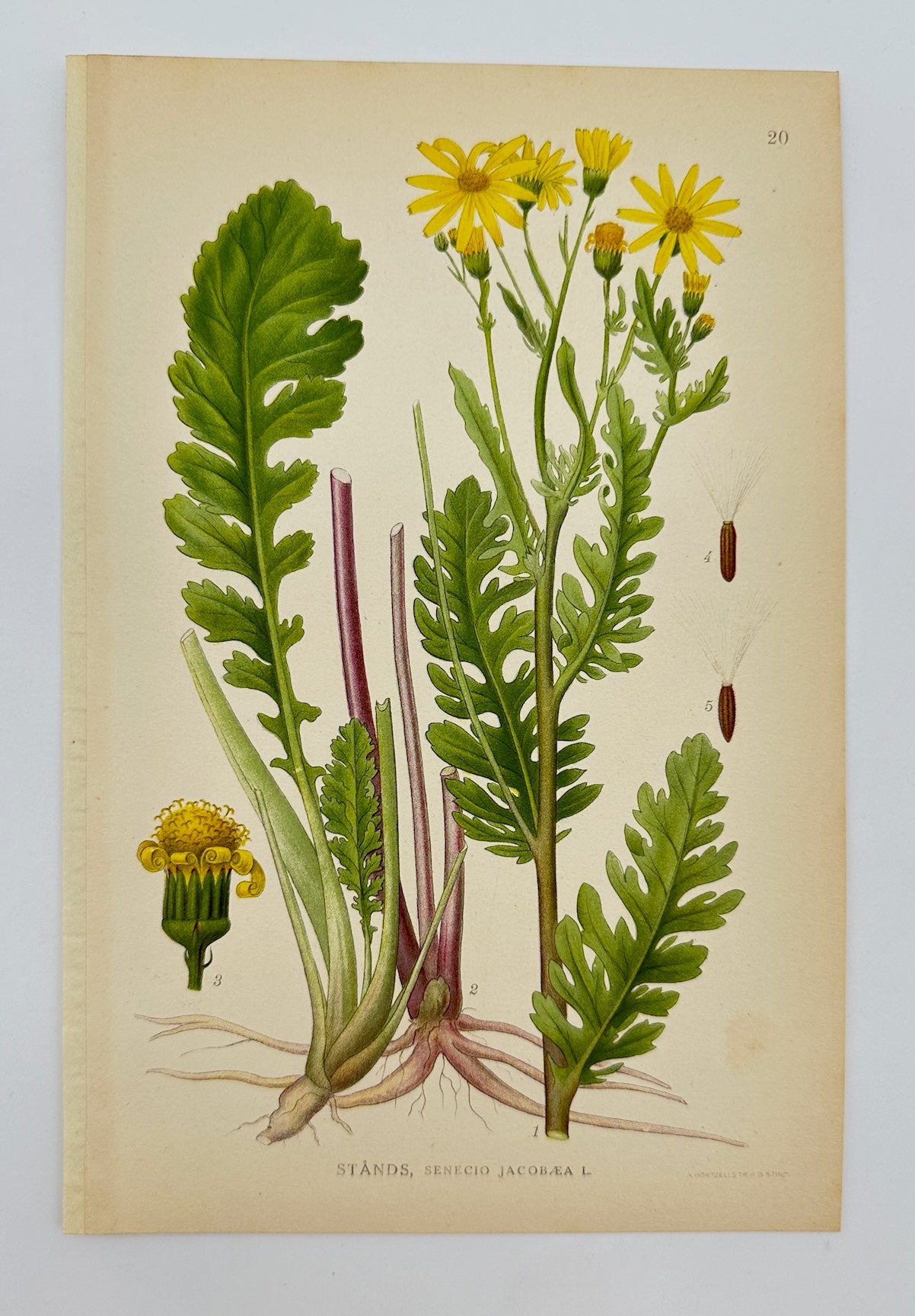 Antique Botanical Print - Carl Lindman - Ragwort - Senecio Jacobaea - F4