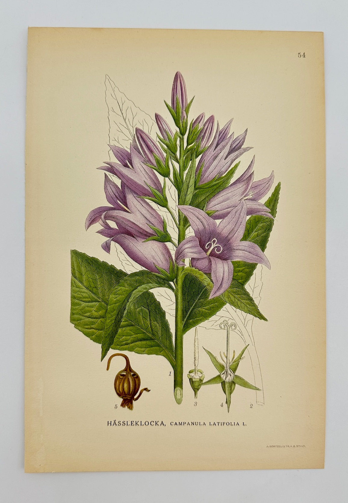 Antique Print - Carl Lindman - Giant Bellflower - Campanula Latifolia - F4