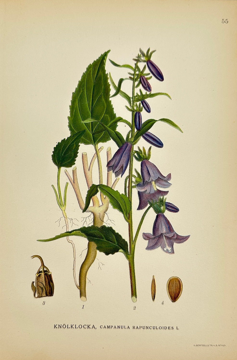 Antique Print - Lindman - Creeping Bellflower - Campanula Rapunculoides - F4