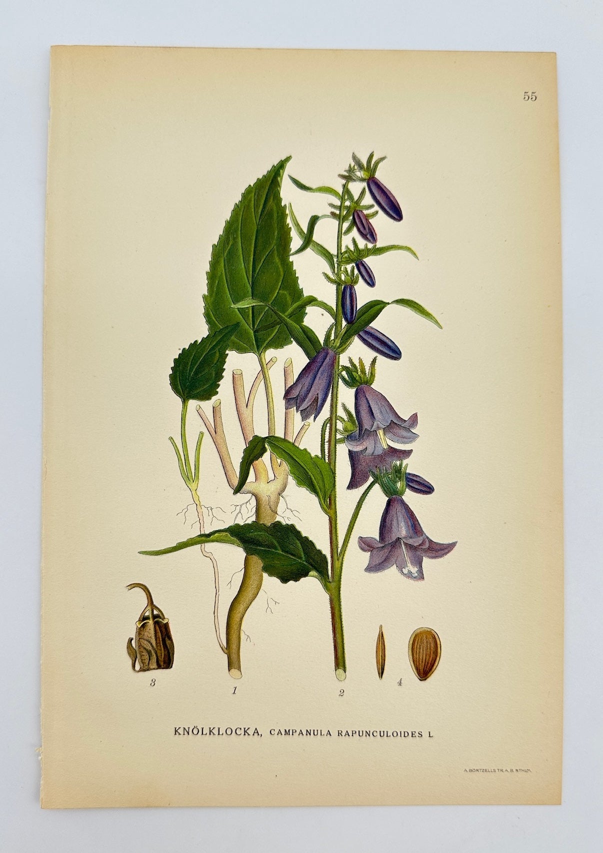 Antique Print - Lindman - Creeping Bellflower - Campanula Rapunculoides - F4