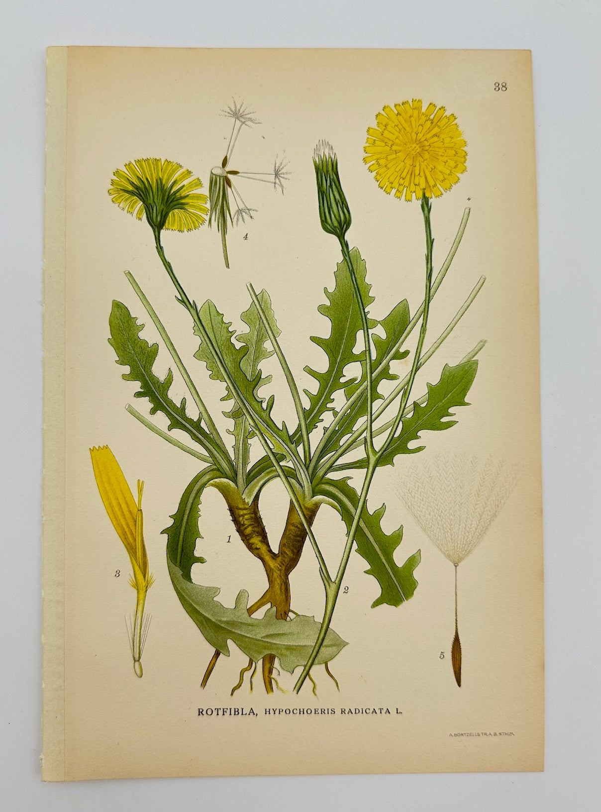 Antique Botanical Print - Carl Lindman - Cat's Ear - Hypochaeris Radicata - F4