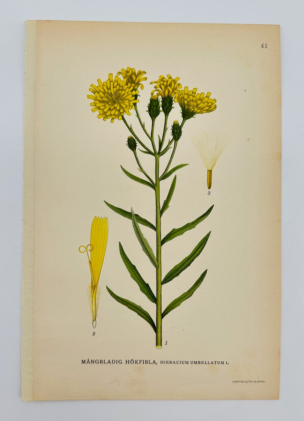 Antique Print - Lindman - Narrow-leaved Hawkweed - Hieracium Umbellatum - F4