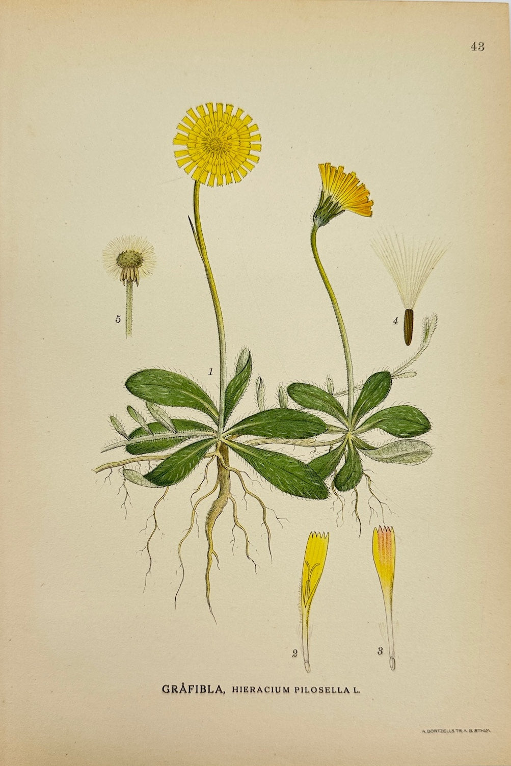 Antique Print - Lindman - Mouse-ear Hawkweed - Hieracium Pilosella - F4