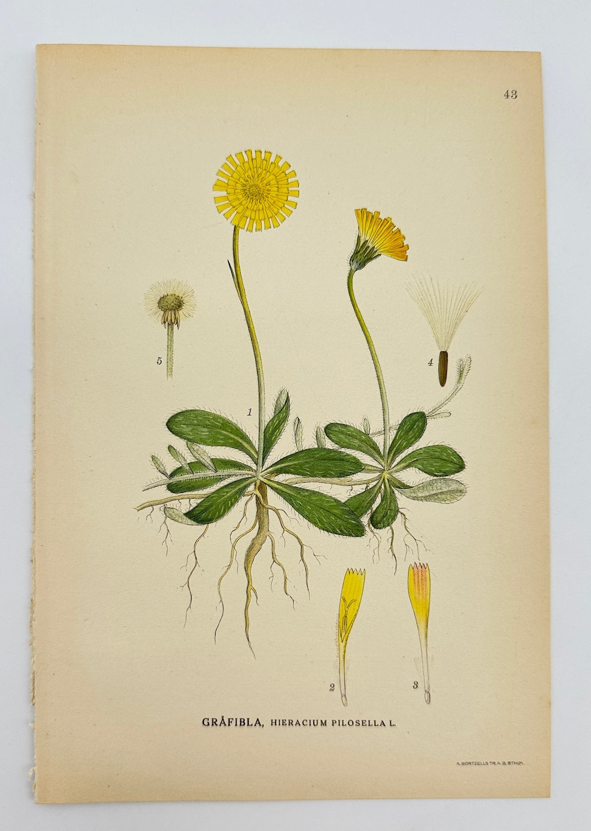 Antique Print - Lindman - Mouse-ear Hawkweed - Hieracium Pilosella - F4