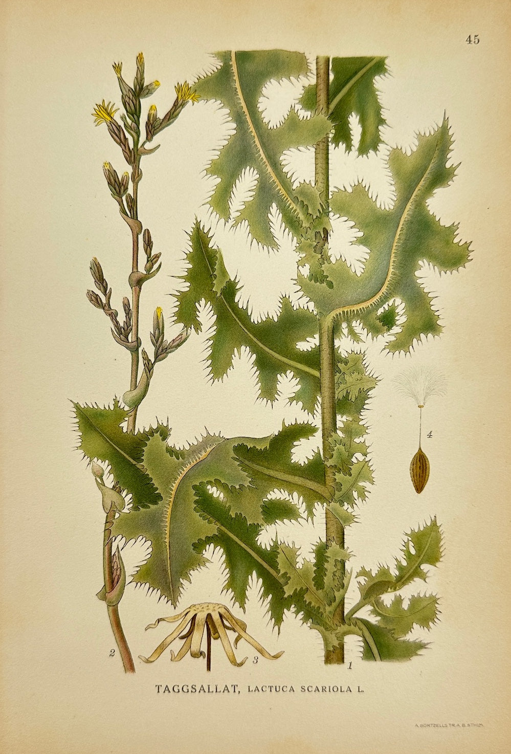 Antique Botanical Print - Carl Lindman - Prickly Lettuce - Lactuca Scariola - F4