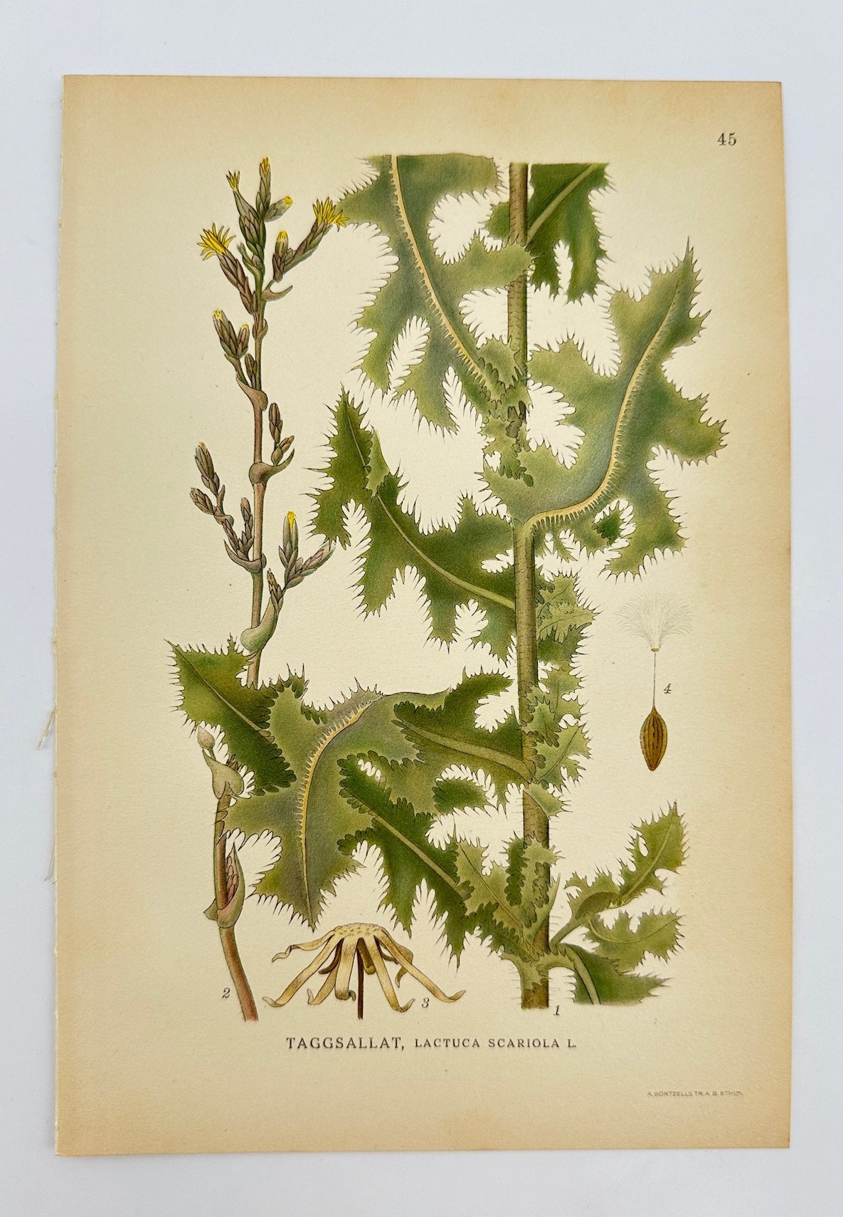 Antique Botanical Print - Carl Lindman - Prickly Lettuce - Lactuca Scariola - F4