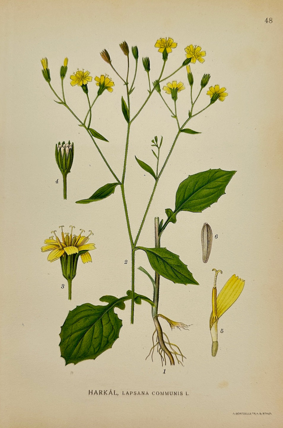 Antique Botanical Print - Carl Lindman - Nipplewort - Lapsana Communis - F4