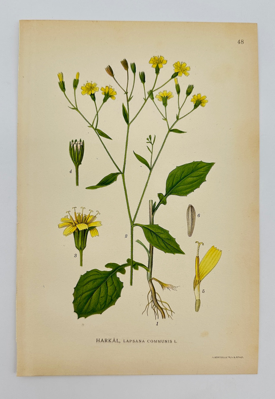 Antique Botanical Print - Carl Lindman - Nipplewort - Lapsana Communis - F4