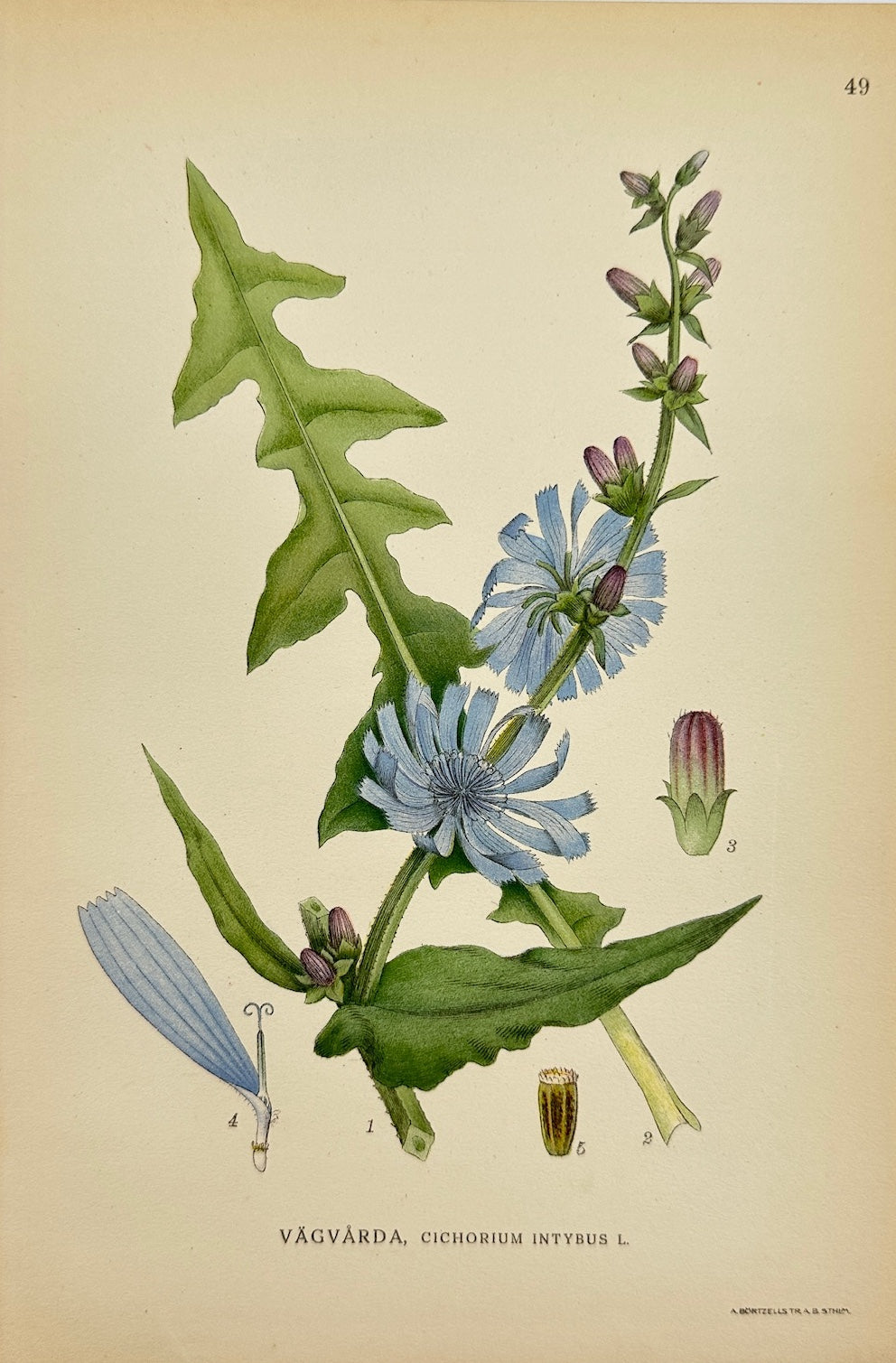 Antique Botanical Print - Carl Lindman - Common Chicory - Cichorium Intybus - F4