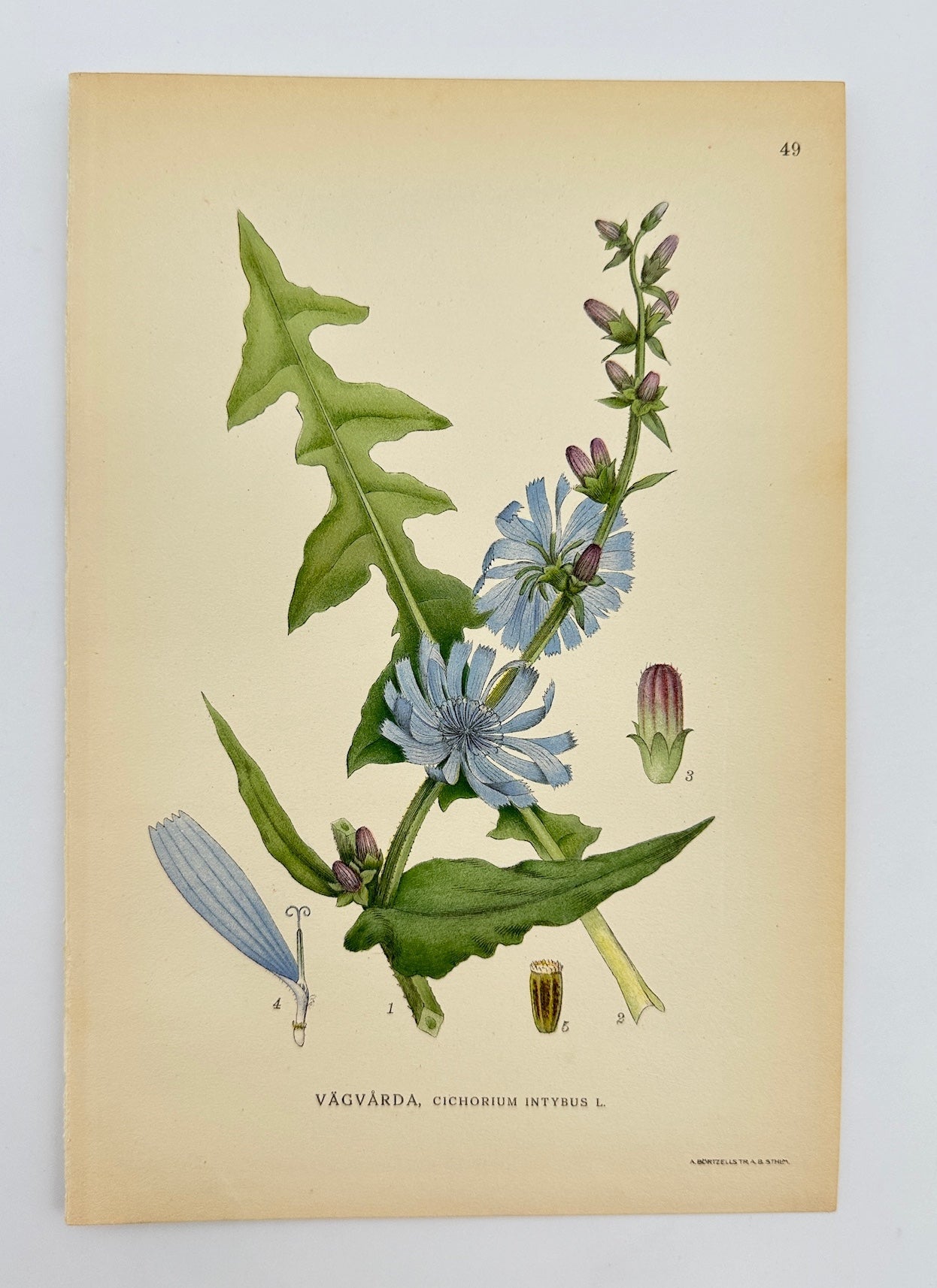 Antique Botanical Print - Carl Lindman - Common Chicory - Cichorium Intybus - F4