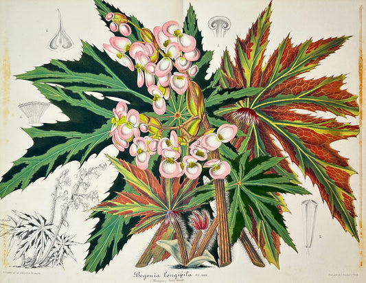 Antique Print - Charles Lemaire - Begonia Hogweed - Begonia Longipila - F5