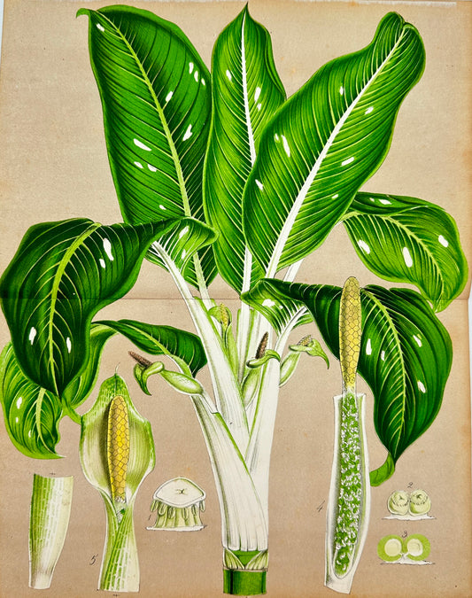 Antique Print - Charles Lemaire - Houseplant Dieffenbachia Spotted Seguine - F5