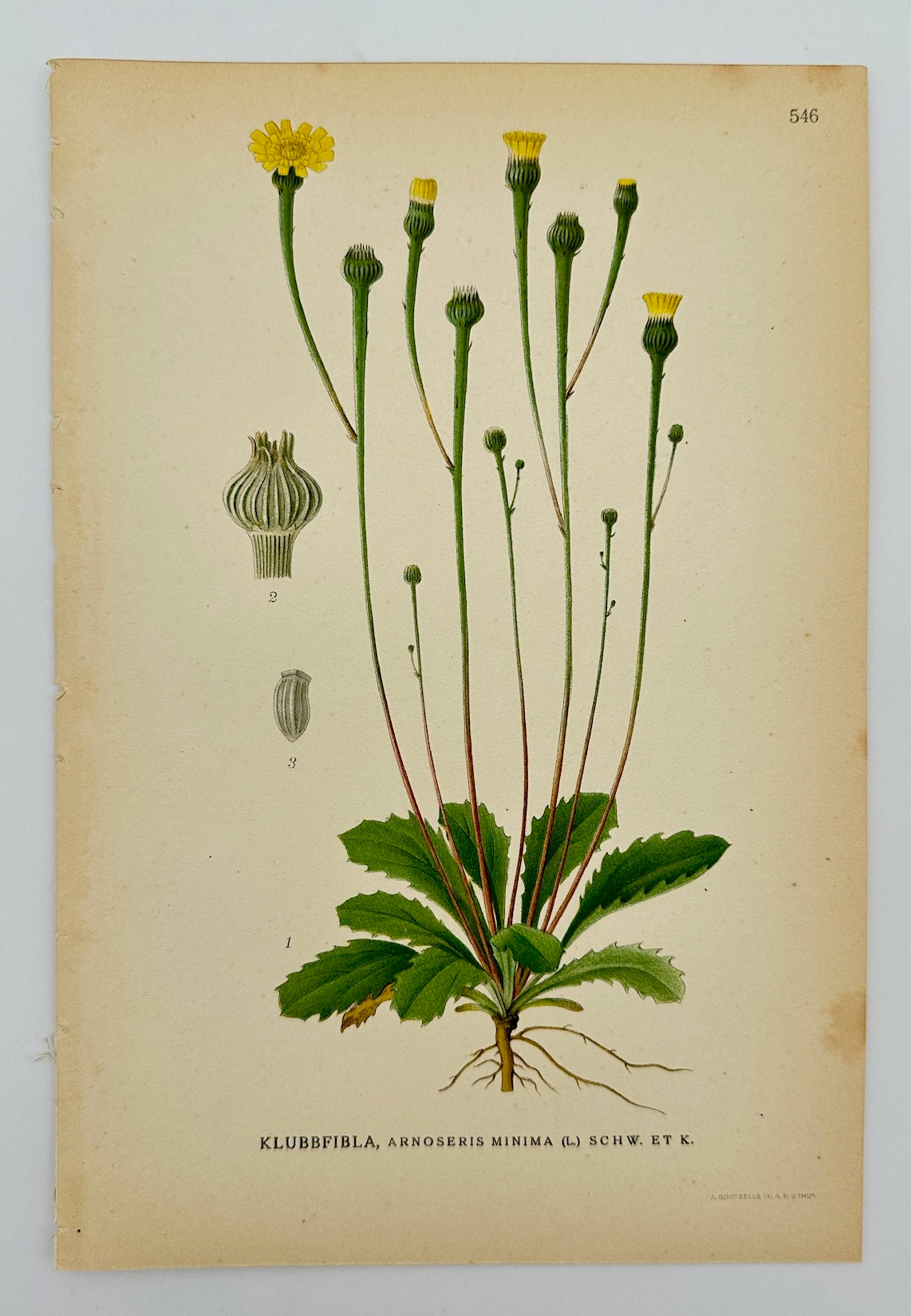 Antique Botanical Print - Carl Lindman - Lamb's Succory - Arnoseris Minima - F4