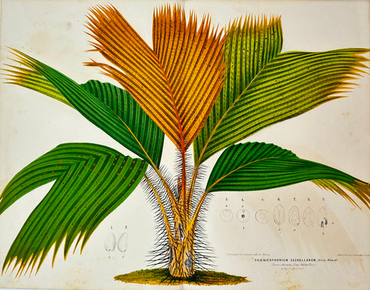 Antique Print - Charles Lemaire - Thief Palm Variety of Palm Phoenicophorium F5