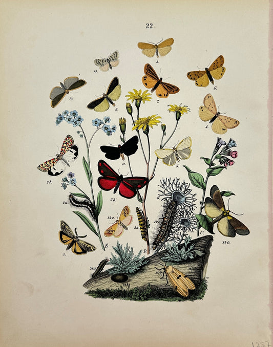 Antique Butterfly Print - William Forsell Kirby - Lepidoptera Butterflies - F5