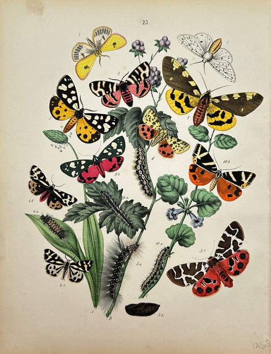 Antique Butterfly Print - William Forsell Kirby - Batterflies and Lobbes - F5