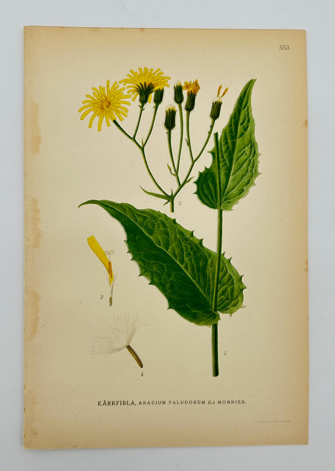 Antique Botanical Print - Carl Lindman - Marsh Hawkweed - Aracium Paludosum - F4