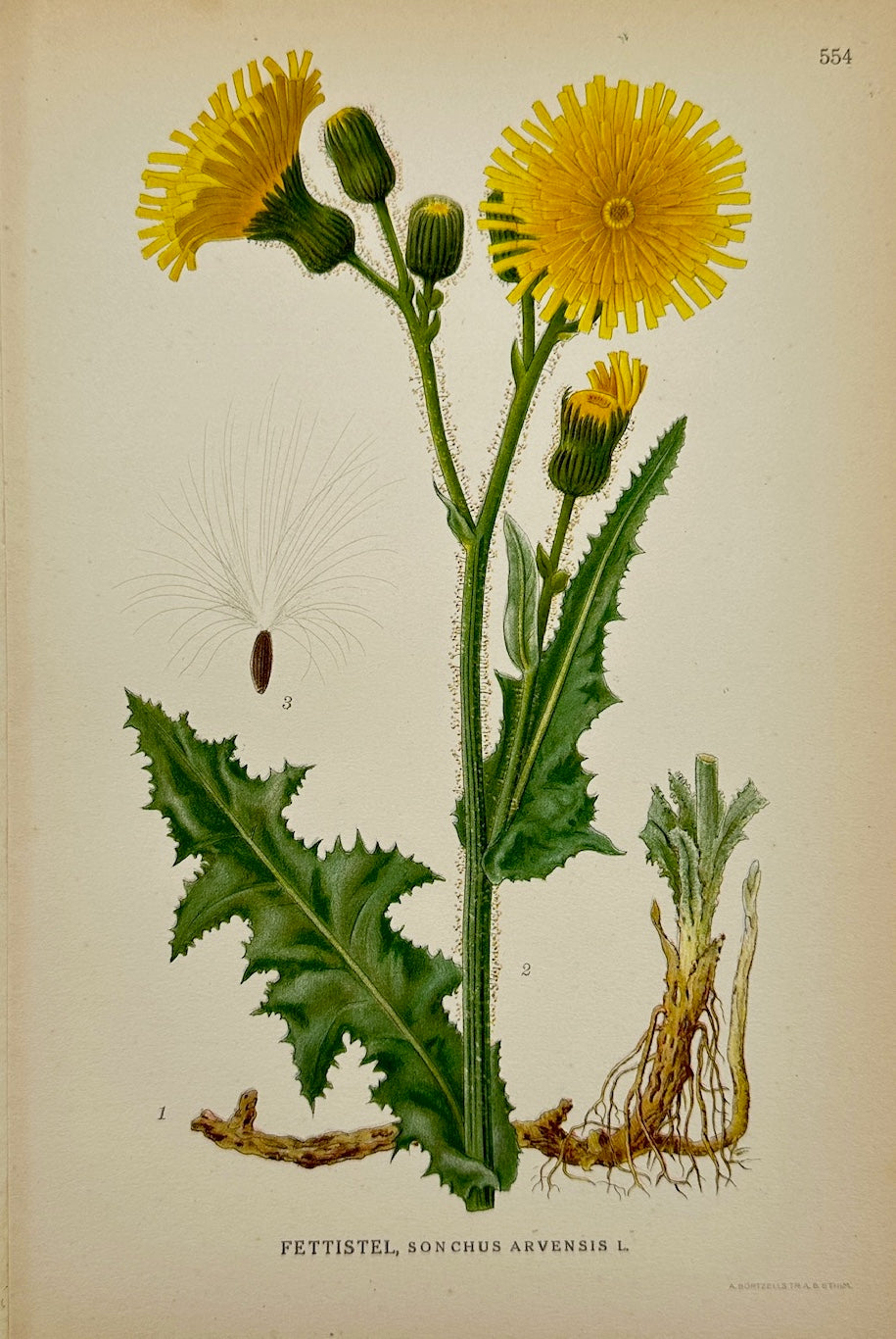 Antique Print - Carl Lindman - Field Sow Thistle - Sonchus Arvensis - F4