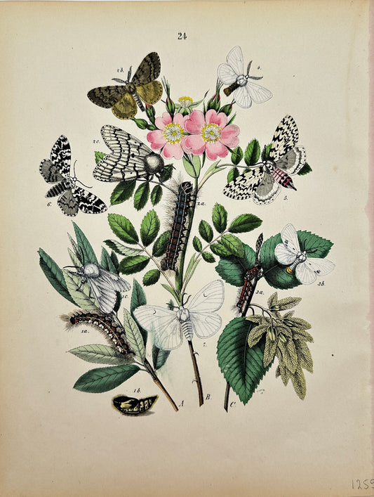 Antique рutterfly Print - William Forsell Kirby - Moths and Caterpillars - F5