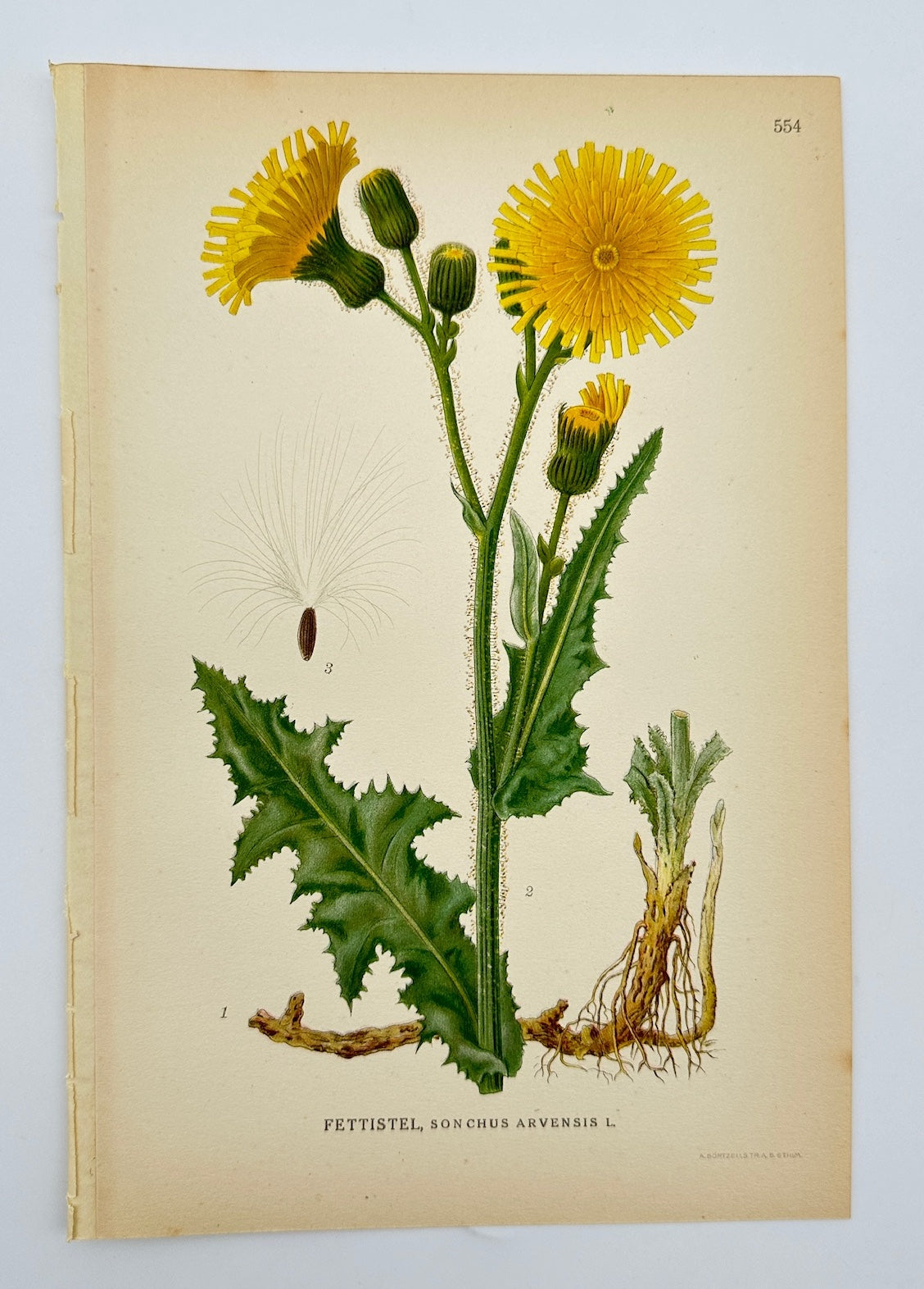 Antique Print - Carl Lindman - Field Sow Thistle - Sonchus Arvensis - F4