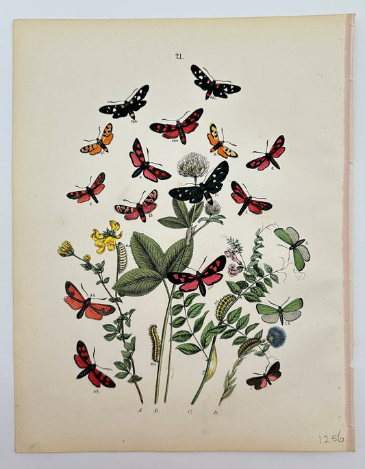 Antique Butterfly Print - William Forsell Kirby - Hawk Moths - F5