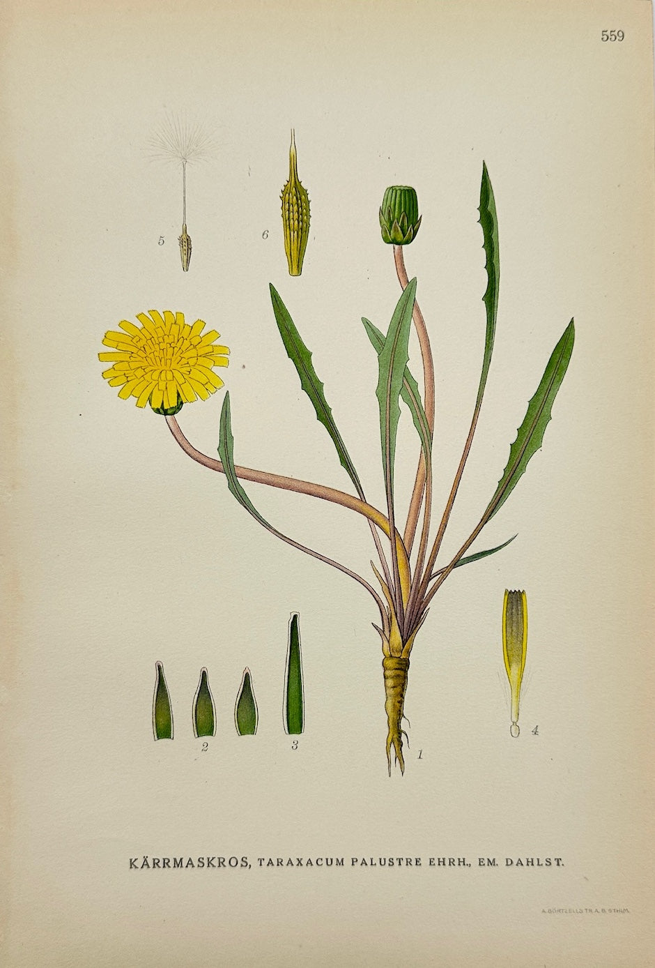 Antique Print - Carl Lindman - Marsh Dandelion - Taraxacum Palustre - F4