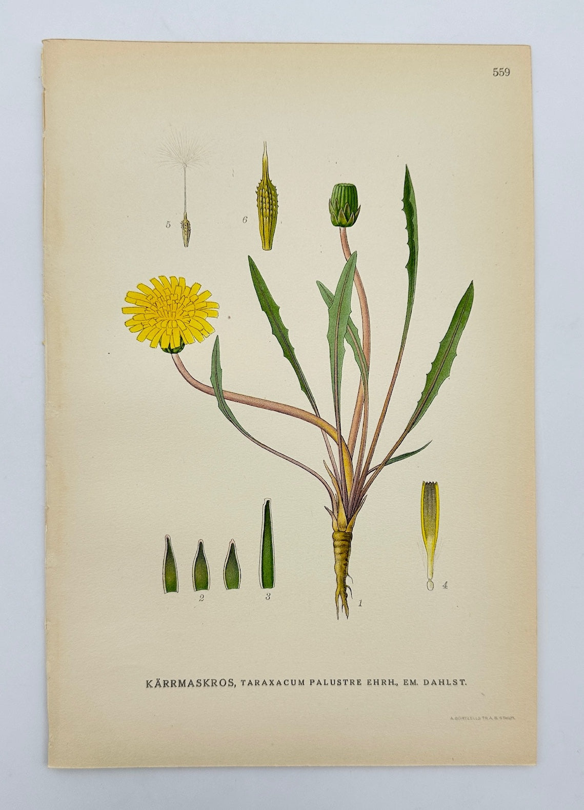 Antique Print - Carl Lindman - Marsh Dandelion - Taraxacum Palustre - F4