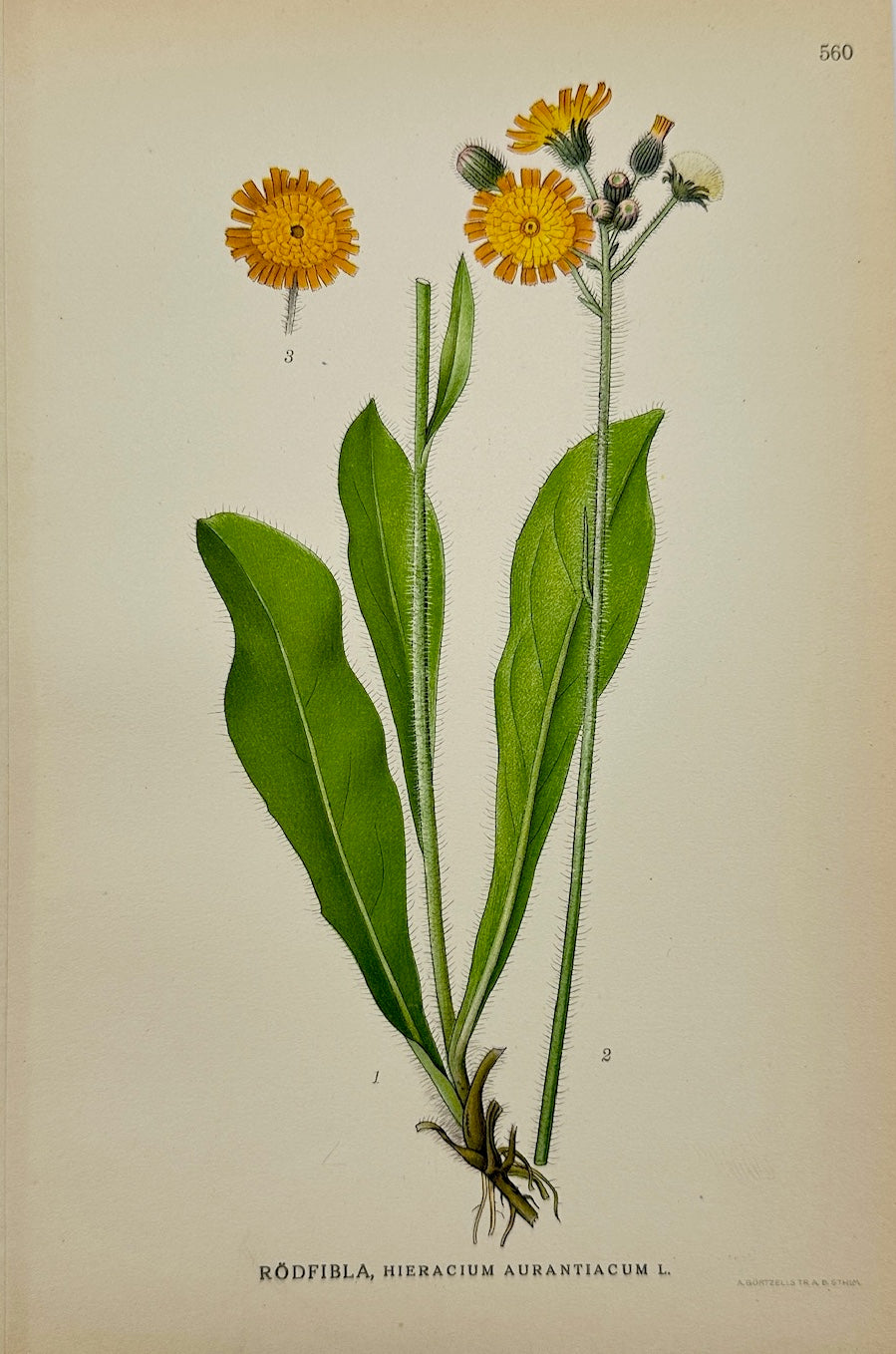 Antique Print - Carl Lindman - Orange Hawkweed - Taraxacum Palustre - F4