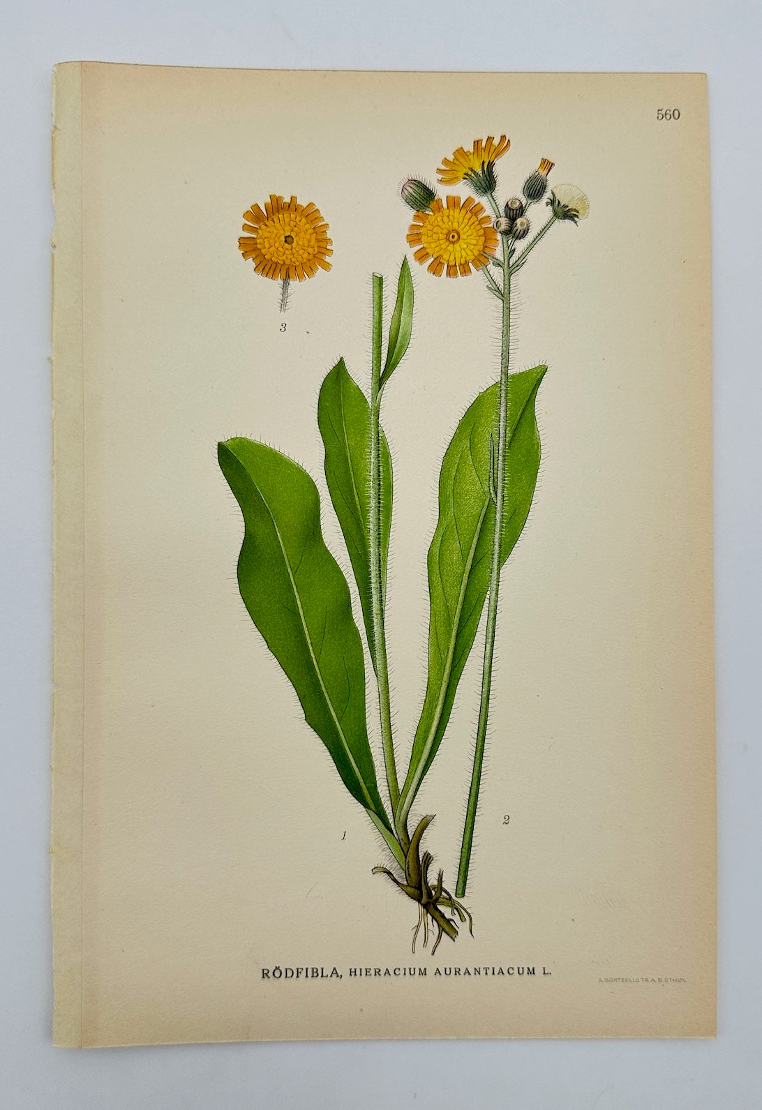 Antique Print - Carl Lindman - Orange Hawkweed - Taraxacum Palustre - F4