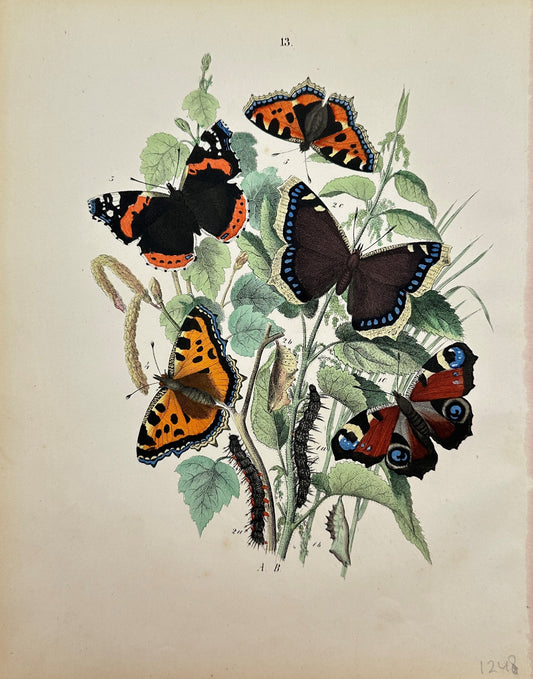 Antique Butterfly Print - Kirby - Butterflies of the Genus Vanessa - F5