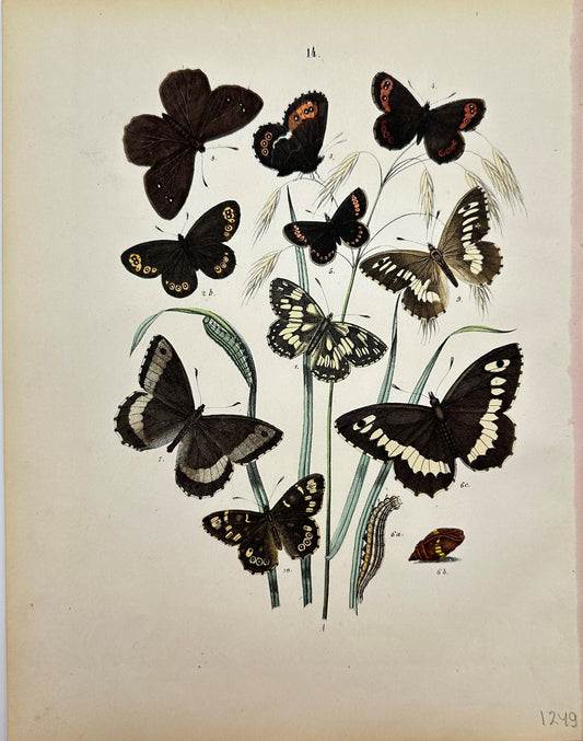 Antique Butterfly Print - William Forsell Kirby-Heath And Ringlet - F5