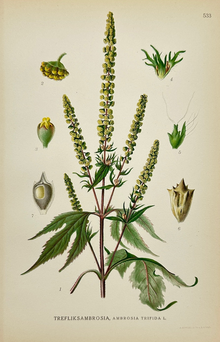 Antique Botanical Print - Carl Lindman - Giant Ragweed - Ambrosia Trifida - F4