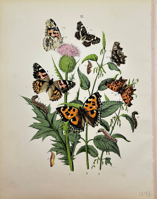 Antique Butterfly Print - Butterflies Nymphalidae  - Hawk Moths - F5